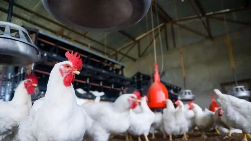 Govt Mandates Registration of All Poultry Farms Amid Rising H5N1 Bird Flu Cases Across India