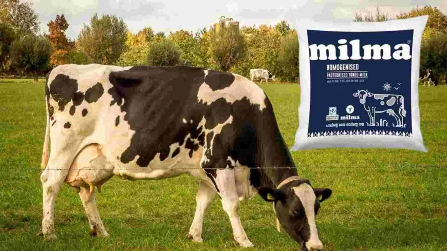 Kerala Court Rules in Favour of Milma, Orders ₹1 Crore Compensation in Trademark Dispute With 'Milnna'