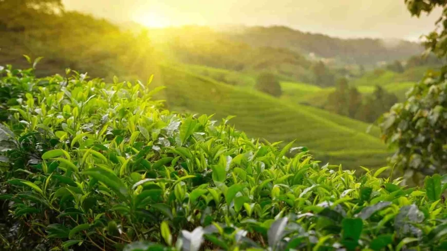 Iran-Israel Conflict Halts Indian Tea Exports; Shipments Stuck at Mumbai Port