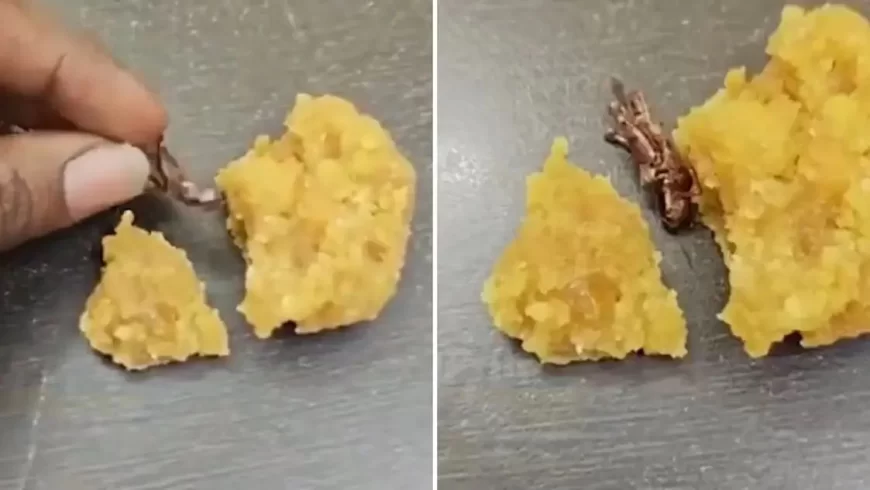 Dead Cockroach Allegedly Found in Srisailam Laddoo Prasadam; Devotee Lodges Complaint, Temple Authorities Deny Charges