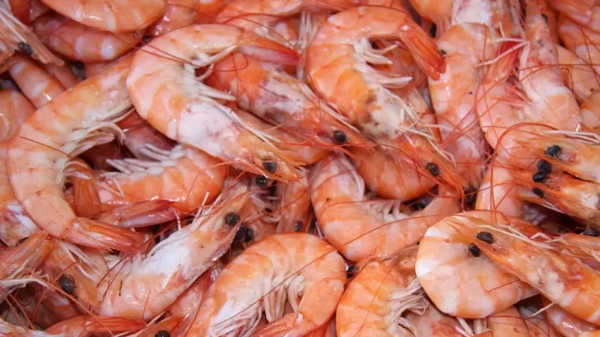 Australia Lifts 8-Year Ban, Approves First Import of Indian Prawns from Andhra Pradesh