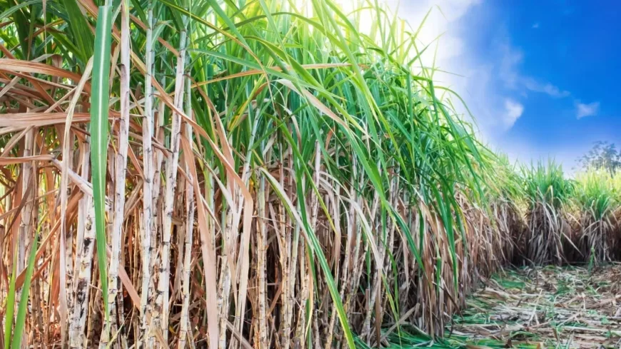 22 Sugar Mills in Maharashtra Denied Crushing Licences Over Non-Compliance With State Norms