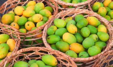 Step into Mango Lover's Paradise: Telangana Expo Showcases a Whopping 77 Mango Varieties