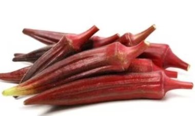 Have you ever seen Red Lady finger? Check why farmers are more focusing on Red okra