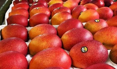 Siliguri Mango Festival showcases Miyazaki mango, the world's most expensive Mango, among 262 different mango varieties