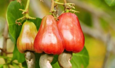From Tree to You - Check the Fascinating Cashew Processing Process