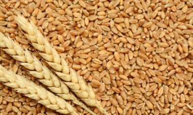 Harvesting the World's Breadbasket: Top Wheat-Producing Countries Fuel Global Food Security