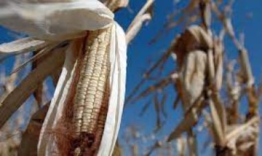 Tamil Nadu Food Safety Department Seizes 15,000 Tonnes of Maize Linked to Reliance Industries