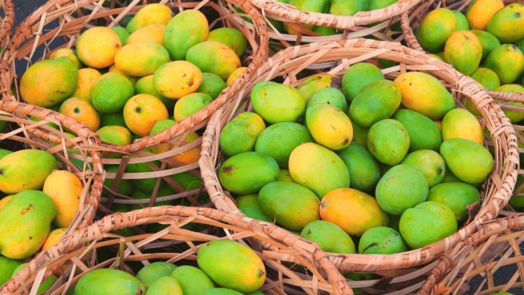 Step into Mango Lover's Paradise: Telangana Expo Showcases a Whopping 77 Mango Varieties