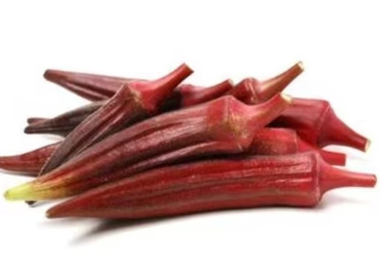 Have you ever seen Red Lady finger? Check why farmers are more focusing on Red okra