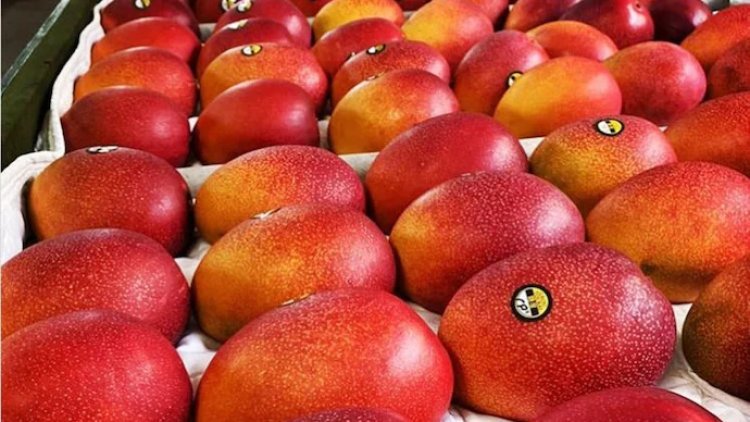 Siliguri Mango Festival showcases Miyazaki mango, the world's most expensive Mango, among 262 different mango varieties