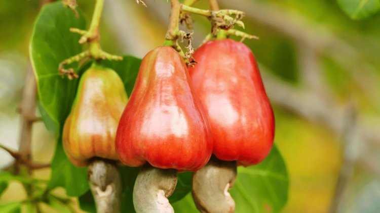 From Tree to You - Check the Fascinating Cashew Processing Process