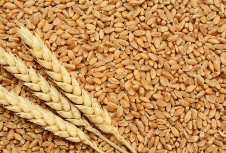 Harvesting the World's Breadbasket: Top Wheat-Producing Countries Fuel Global Food Security