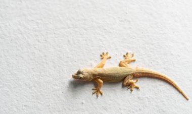 Lizard falls into utensil, 49 students falling ill after consuming school lunch