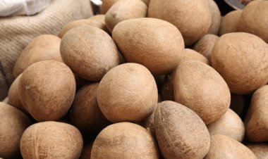 Sleepless Nights for Coconut Farmers: Copra Prices Plummet from 14,500 to 7,000 per Quintal in 8 Months