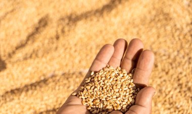 India in Talks with Russia to Import Wheat at Discount Amid Inflation Concerns