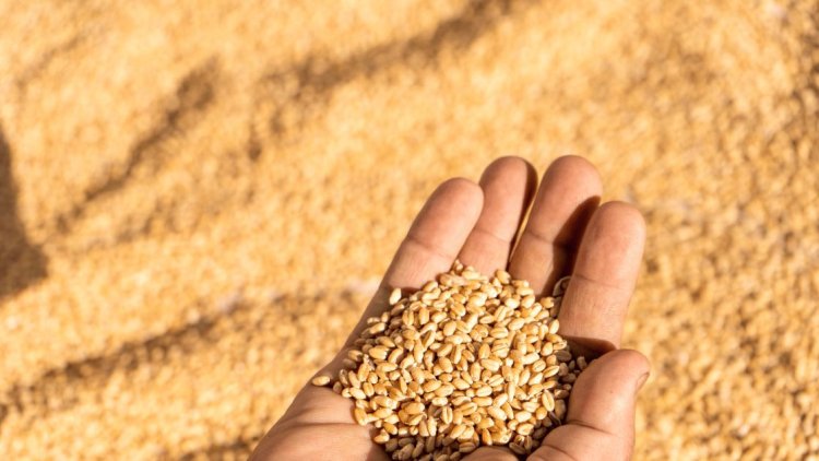 India in Talks with Russia to Import Wheat at Discount Amid Inflation Concerns