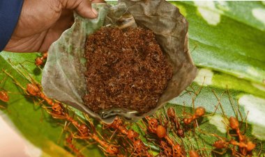 Odisha's red ant chutney gets GI tag, all you need to know about this  ant-tastic nutrition Kai Chutney