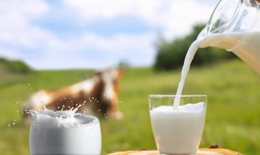 A2 Cow Milk: Check Benefits, Nutrition, and Considerations