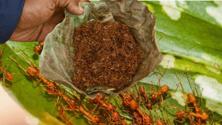 Odisha's red ant chutney gets GI tag, all you need to know about this  ant-tastic nutrition Kai Chutney