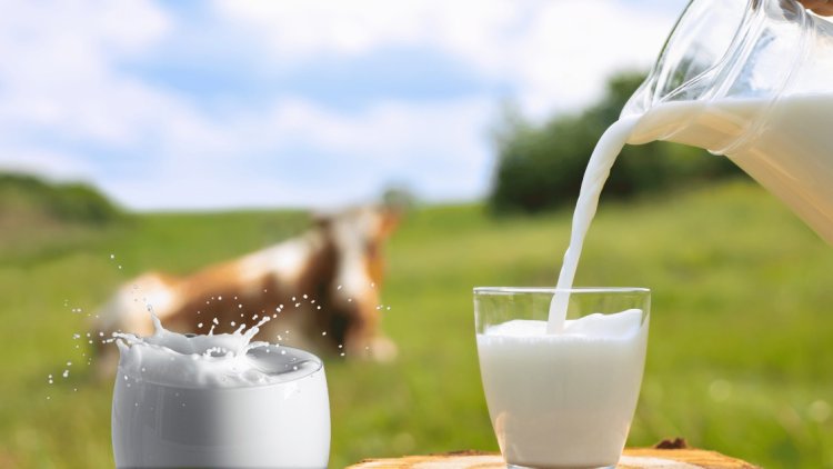 A2 Cow Milk: Check Benefits, Nutrition, and Considerations