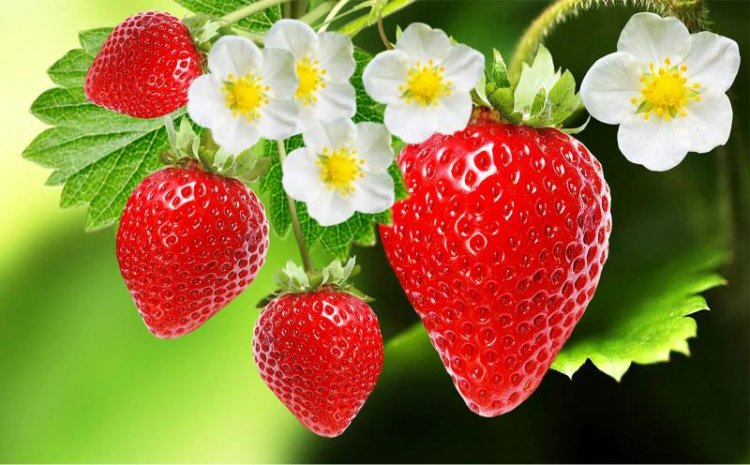 Navi Mumbai's iconic Fest-O-Berry strawberry festival at Nexus Seawoods Mall, Check full details