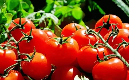Tomato Prices Surge: How to Buy Tomatoes at Rs 65/kg in Delhi, Noida, Gurgaon, and Faridabad
