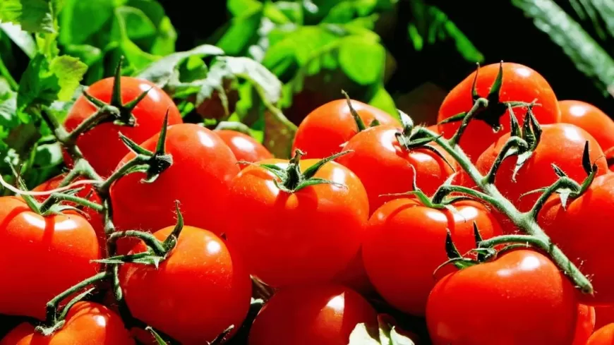 Tomato Prices Surge: How to Buy Tomatoes at Rs 65/kg in Delhi, Noida, Gurgaon, and Faridabad