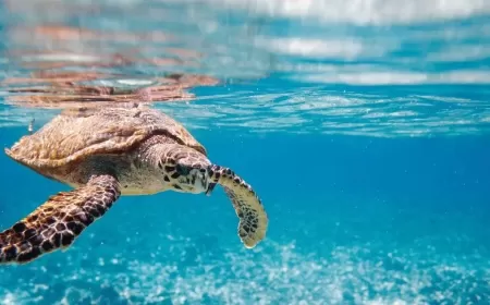 3 Dead, 32 Hospitalized After Eating Endangered Sea Turtle in the Philippines