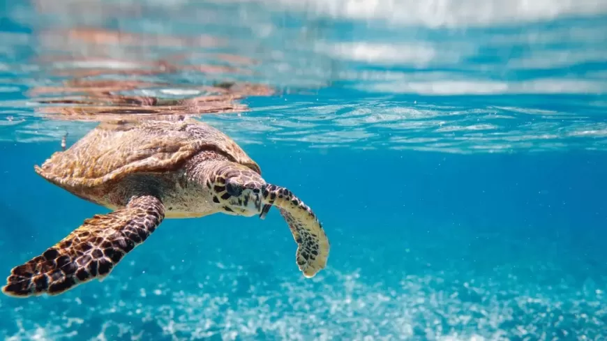 3 Dead, 32 Hospitalized After Eating Endangered Sea Turtle in the Philippines