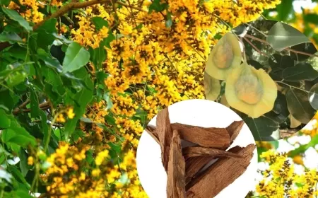 Know the Power of Vijaysar Wood: A Natural Remedy for diabetes & Many More with Ancient Roots