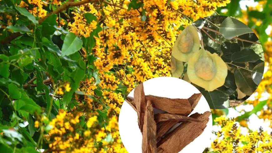 Know the Power of Vijaysar Wood: A Natural Remedy for diabetes & Many More with Ancient Roots