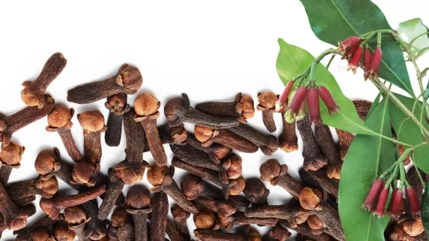 Clove: The Tiny Spice from the Spice Islands with a Big Flavor and Bigger Story!