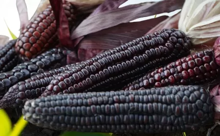 Uncover the story of black corn—its origins, health benefits, and growing market in India and beyond
