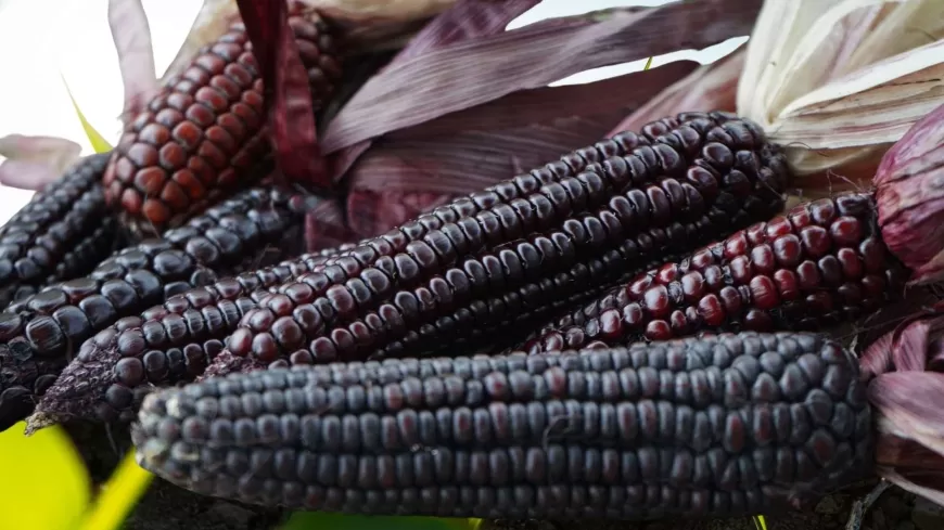 Uncover the story of black corn—its origins, health benefits, and growing market in India and beyond