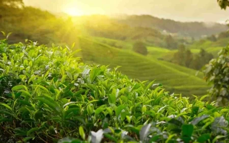 Iran-Israel Conflict Halts Indian Tea Exports; Shipments Stuck at Mumbai Port