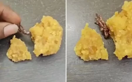 Dead Cockroach Allegedly Found in Srisailam Laddoo Prasadam; Devotee Lodges Complaint, Temple Authorities Deny Charges