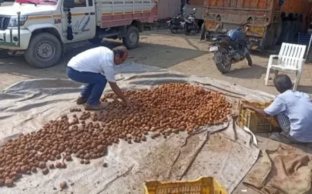Patna Food Safety Raid: Two Trucks of Fake, Chemical-Coated Potatoes Seized