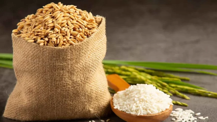 Shriram Food Industry Files IPO Draft to Raise Funds for Debt Reduction