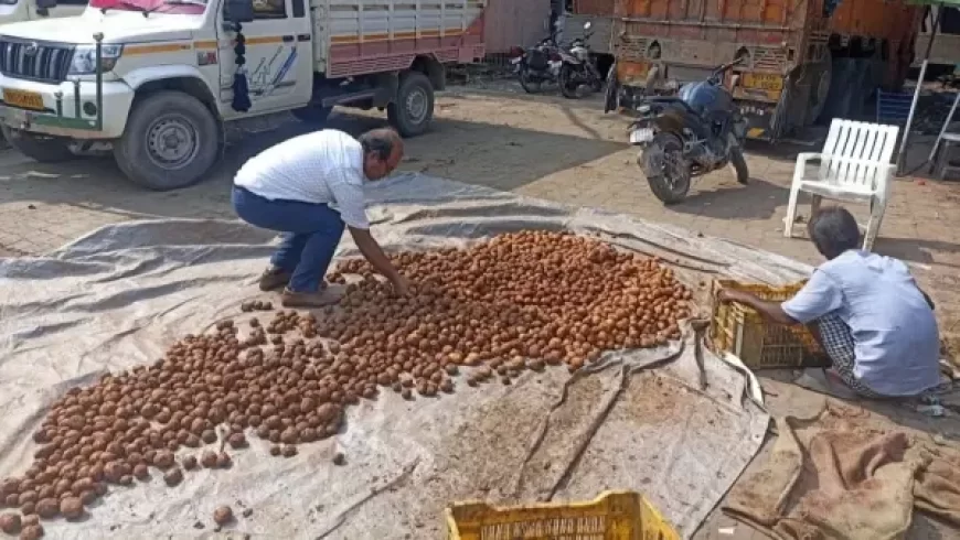 Patna Food Safety Raid: Two Trucks of Fake, Chemical-Coated Potatoes Seized