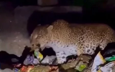 Leopard Spotted Eating From Garbage in Mount Abu: Viral Video Sparks Concern Over Wildlife Habitat Loss