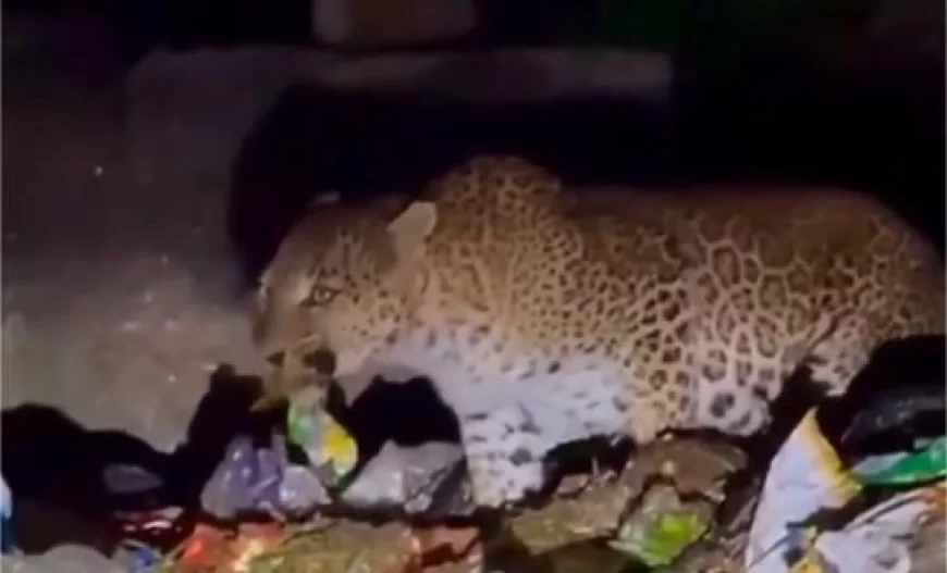 Leopard Spotted Eating From Garbage in Mount Abu: Viral Video Sparks Concern Over Wildlife Habitat Loss