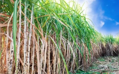 22 Sugar Mills in Maharashtra Denied Crushing Licences Over Non-Compliance With State Norms